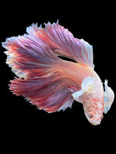Load image into Gallery viewer, Male Rosetail - Dumbo #1600 - Live Betta Fish

