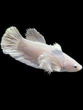 Load image into Gallery viewer, GIANT Female Halfmoon Plakat - Dumbo #1600 Live Betta Fish
