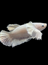 Load image into Gallery viewer, GIANT Female Halfmoon Plakat - Dumbo #1600 Live Betta Fish
