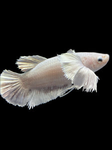 GIANT Female Halfmoon Plakat - Dumbo #1600 Live Betta Fish