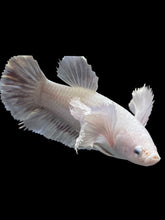 Load image into Gallery viewer, GIANT Female Halfmoon Plakat - Dumbo #1600 Live Betta Fish
