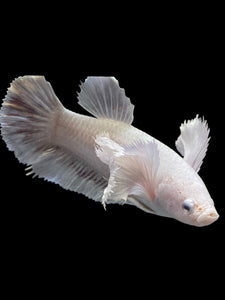 GIANT Female Halfmoon Plakat - Dumbo #1600 Live Betta Fish