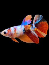 Load image into Gallery viewer, TOP GRADE Female Halfmoon - Galaxy #1603 - Live Betta Fish
