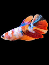 Load image into Gallery viewer, TOP GRADE Female Halfmoon - Galaxy #1603 - Live Betta Fish
