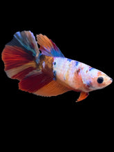 Load image into Gallery viewer, TOP GRADE Female Halfmoon - Galaxy #1603 - Live Betta Fish
