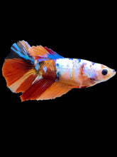 Load image into Gallery viewer, TOP GRADE Female Halfmoon - Galaxy #1603 - Live Betta Fish
