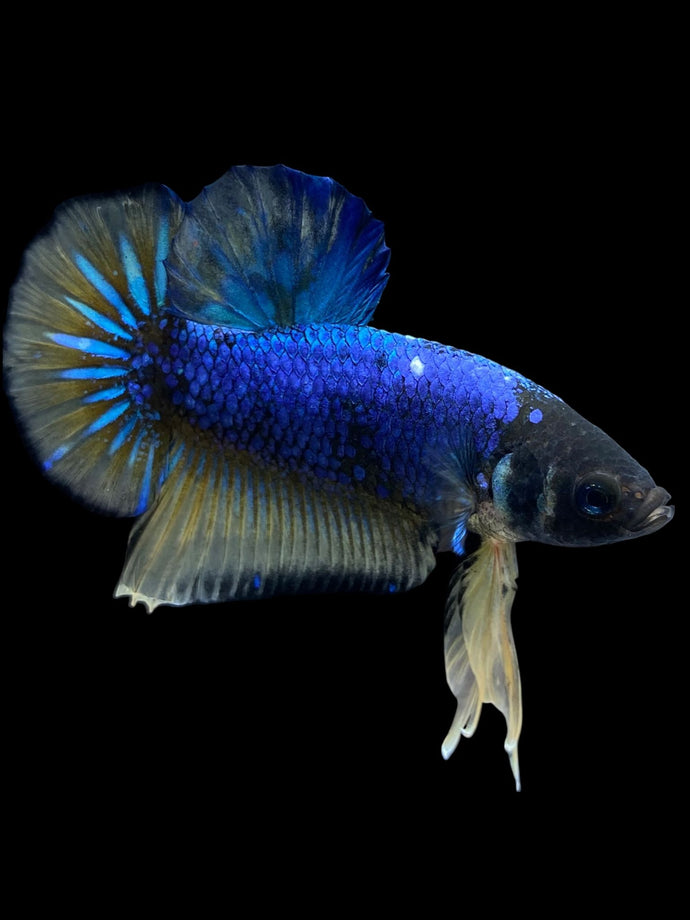 Male Halfmoon Plakat - Blue Mustard #1608 - Live Betta Fish