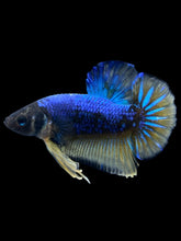 Load image into Gallery viewer, Male Halfmoon Plakat - Blue Mustard #1608 - Live Betta Fish
