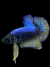 Load image into Gallery viewer, Male Halfmoon Plakat - Blue Mustard #1608 - Live Betta Fish
