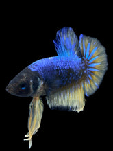 Load image into Gallery viewer, Male Halfmoon Plakat - Blue Mustard #1608 - Live Betta Fish
