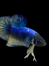 Load image into Gallery viewer, Male Halfmoon Plakat - Blue Mustard #1608 - Live Betta Fish
