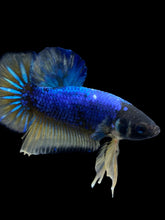 Load image into Gallery viewer, Male Halfmoon Plakat - Blue Mustard #1608 - Live Betta Fish
