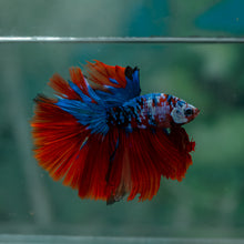 Load image into Gallery viewer, Male Halfmoon - Galaxy #1609 - Live Betta Fish
