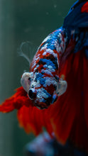 Load image into Gallery viewer, Male Halfmoon - Galaxy #1609 - Live Betta Fish
