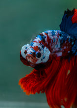 Load image into Gallery viewer, Male Halfmoon - Galaxy #1609 - Live Betta Fish
