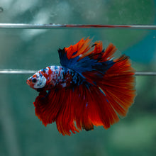 Load image into Gallery viewer, Male Halfmoon - Galaxy #1609 - Live Betta Fish
