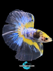 Male Halfmoon - Fancy Yellow #160 - Live Betta Fish