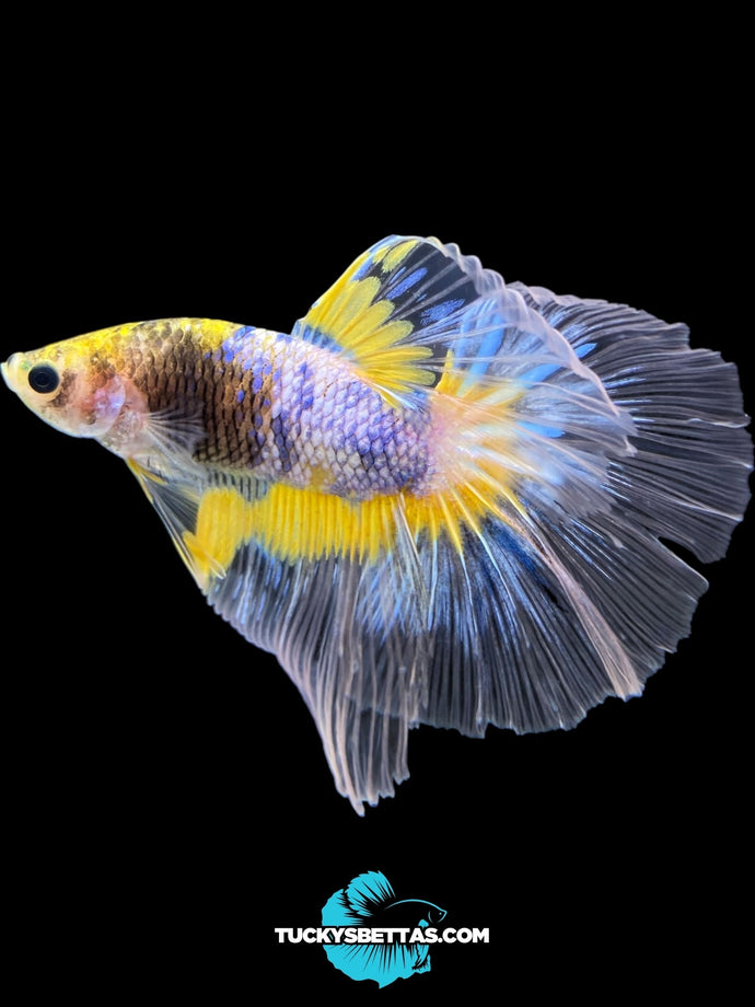 Male Halfmoon - Fancy Yellow #160 - Live Betta Fish