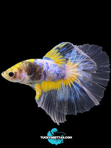 Male Halfmoon - Fancy Yellow #160 - Live Betta Fish