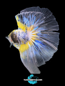 Male Halfmoon - Fancy Yellow #160 - Live Betta Fish