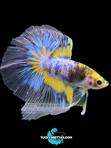 Male Halfmoon - Fancy Yellow #160 - Live Betta Fish