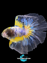 Load image into Gallery viewer, Male Halfmoon - Fancy Yellow #160 - Live Betta Fish
