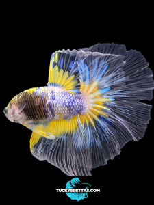 Male Halfmoon - Fancy Yellow #160 - Live Betta Fish