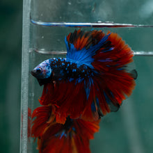 Load image into Gallery viewer, Male Rosetail - Blue Avatar #1610 - Live Betta Fish
