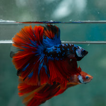 Load image into Gallery viewer, Male Rosetail - Blue Avatar #1610 - Live Betta Fish
