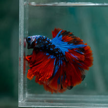 Load image into Gallery viewer, Male Rosetail - Blue Avatar #1610 - Live Betta Fish
