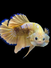 Load image into Gallery viewer, Male Halfmoon Plakat - Fancy Yellow #1610 - Live Betta Fish
