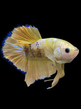 Load image into Gallery viewer, Male Halfmoon Plakat - Fancy Yellow #1610 - Live Betta Fish
