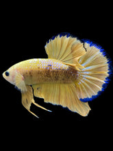 Load image into Gallery viewer, Male Halfmoon Plakat - Fancy Yellow #1610 - Live Betta Fish
