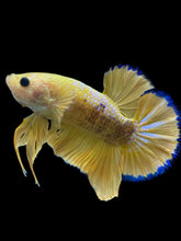 Load image into Gallery viewer, Male Halfmoon Plakat - Fancy Yellow #1610 - Live Betta Fish
