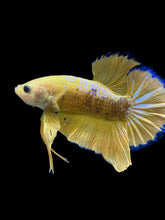Load image into Gallery viewer, Male Halfmoon Plakat - Fancy Yellow #1610 - Live Betta Fish
