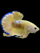 Load image into Gallery viewer, Male Halfmoon Plakat - Fancy Yellow #1610 - Live Betta Fish
