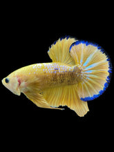 Load image into Gallery viewer, Male Halfmoon Plakat - Fancy Yellow #1610 - Live Betta Fish
