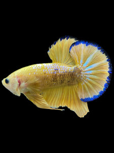Male Halfmoon Plakat - Fancy Yellow #1610 - Live Betta Fish