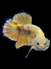 Load image into Gallery viewer, Male Halfmoon Plakat - Fancy Yellow #1610 - Live Betta Fish

