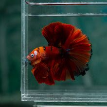 Load image into Gallery viewer, Male Rosetail - Galaxy #1611 - Live Betta Fish
