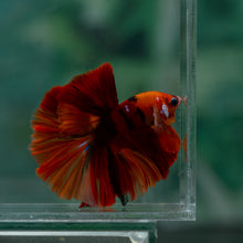 Load image into Gallery viewer, Male Rosetail - Galaxy #1611 - Live Betta Fish
