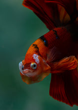 Load image into Gallery viewer, Male Rosetail - Galaxy #1611 - Live Betta Fish
