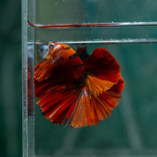Load image into Gallery viewer, Male Rosetail - Galaxy #1611 - Live Betta Fish
