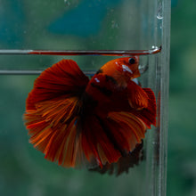 Load image into Gallery viewer, Male Rosetail - Galaxy #1611 - Live Betta Fish
