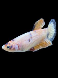 Female Halfmoon Plakat - Candy #1611 - Live Betta Fish