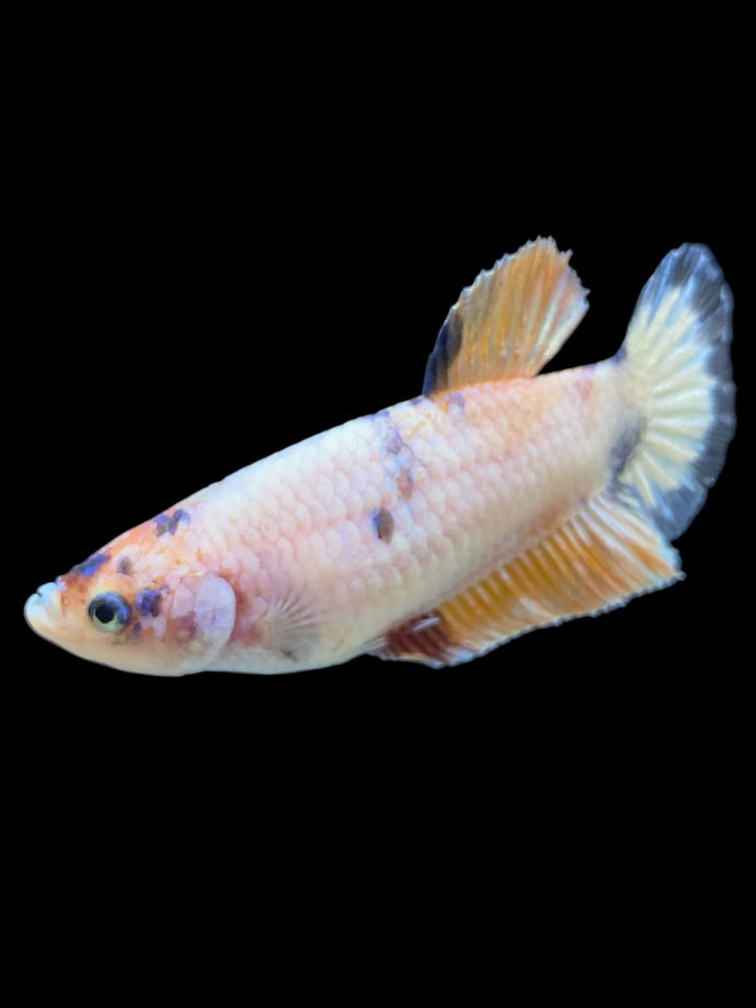 Female Halfmoon Plakat - Candy #1611 - Live Betta Fish