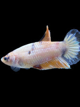 Load image into Gallery viewer, Female Halfmoon Plakat - Candy #1611 - Live Betta Fish

