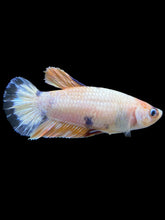 Load image into Gallery viewer, Female Halfmoon Plakat - Candy #1611 - Live Betta Fish
