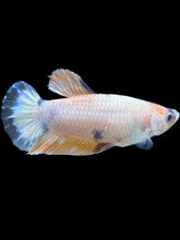 Load image into Gallery viewer, Female Halfmoon Plakat - Candy #1611 - Live Betta Fish
