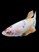 Load image into Gallery viewer, Female Halfmoon Plakat - Candy #1611 - Live Betta Fish
